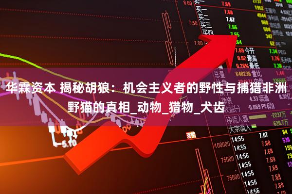 华霖资本 揭秘胡狼：机会主义者的野性与捕猎非洲野猫的真相_动物_猎物_犬齿